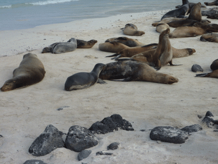 Sea-Lions
